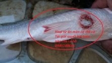 Thuốc đặc trị nấm thủng thân ở cá chép KOI - Xuất huyết ở cá chép KOI